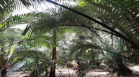 Southeast Asia rainforest Stock Footage 62255253