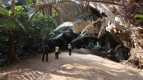 Southeast Asia rainforest Stock Footage 62255391