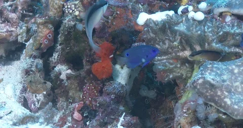 Southeast Asian blackstripe dottyback fish Pseudochromis perspicillatus UP42600 Stock Footage 100624232