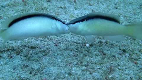 Southeast Asian blackstripe dottybacks (Pseudochromis perspicillatus) Fighting Stock Footage 153211873