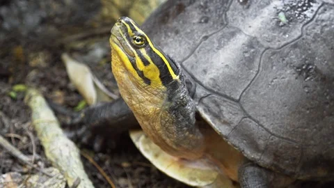 Southeast Asian Box Turtle Posing for Camera Stock Footage 89821347