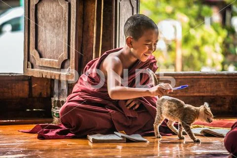 Southeast Asian child monk gets distracted by a cat from learning Stock Photos