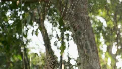 Southeast Asian Spider sitting on web in morning at sunrise Stock Footage 155082699