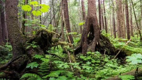 Southeast rain forest Stock Photos
