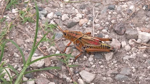  Southeastern Lubber Grasshopper in Florida Park Stock Footage 345295905