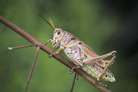 Southeastern lubber grasshopper Stock Photos