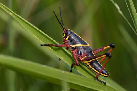 Southeastern lubber Stock Photos