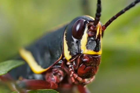 Southeastern lubber Stock Photos