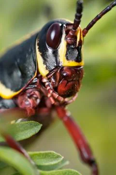 Southeastern lubber Stock Photos