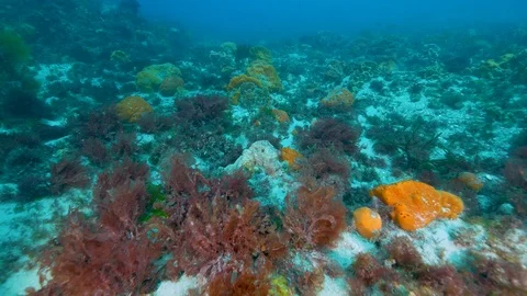 Southen Ocean Underwater Fish Pristine Stock Footage 103345669