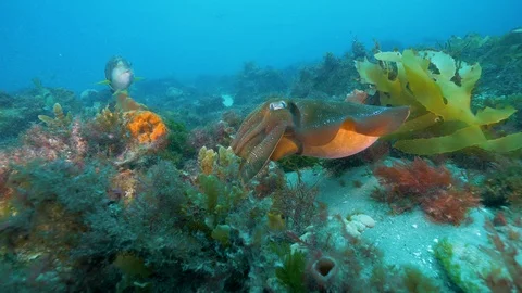 Southen Ocean Underwater Fish Pristine Stock Footage 103345720