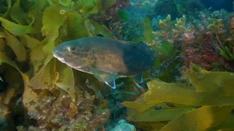 Southen Ocean Underwater Fish Pristine Video stock 103345751