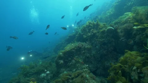 Southen Ocean Underwater Fish Pristine Stock Footage 103345776