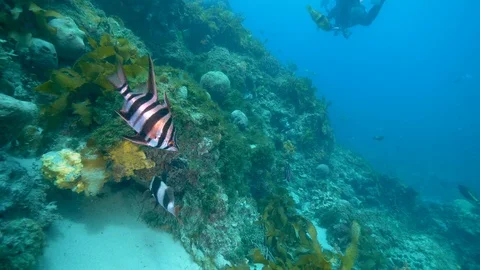 Southen Ocean Underwater Fish Pristine Stock Footage 103345837