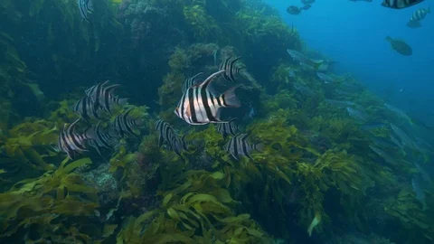 Southen Ocean Underwater Fish Pristine Stock Footage 103345839