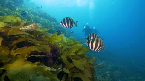 Southen Ocean Underwater Fish Pristine Stock Footage 103345900