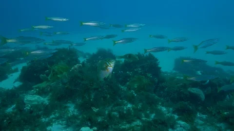 Southen Ocean Underwater Fish Pristine Stock Footage 103345923
