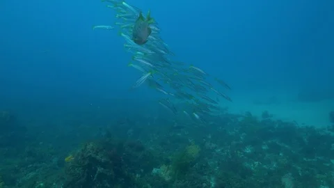 Southen Ocean Underwater Fish Pristine Stock Footage 103345997