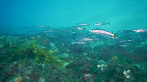 Southen Ocean Underwater Fish Pristine Stock Footage 103346025
