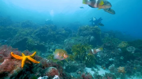 Southen Ocean Underwater Fish Pristine Stock Footage 103346026