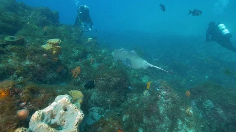 Southen Ocean Underwater Fish Pristine Stock Footage 103346085