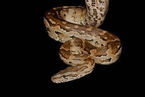 Southern African python Southern African python (Python natalensis), south... 스톡 사진