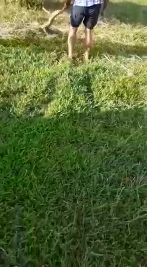 Southern African Python Strikes Handler, Brits, North West, South Africa - 25 Ja 動画素材 205193339