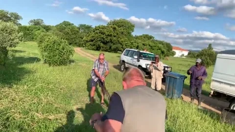 Southern African Python Strikes Handler, Brits, North West, South Africa - 30 Ja Stockbeeldmateriaal 205195587