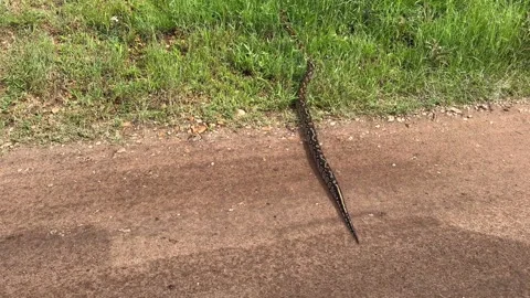 Southern African rock python (Python natalensis) finishing crossing the road in 스톡 동영상 303460335