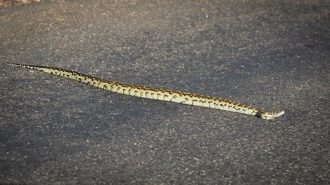 A Southern African rock python taking a risk as it crosses a road Stock Photos