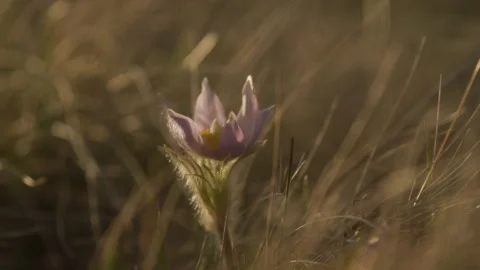 Southern Alberta 21 Stock-Footage 346418420