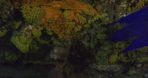 Southern Blue Devil Exit Frame Stock-Footage 331703268