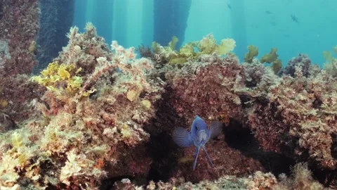 Southern Blue Devil Fish Paraplesiops meleagris endemic Southern Australia Stock Footage 145108716