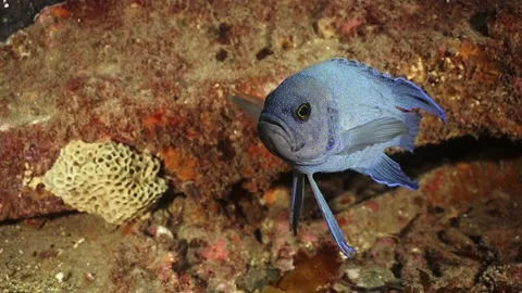 Southern Blue Devil Fish Paraplesiops meleagris endemic Southern Australia Stock Footage 145108744