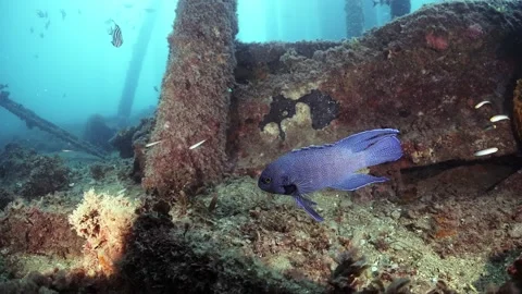 Southern Blue Devil Fish Paraplesiops meleagris endemic Southern Australia Stock Footage 145108754