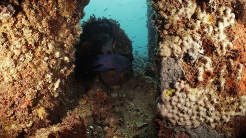 Southern Blue Devil Fish Paraplesiops meleagris endemic Southern Australia Stock Footage 145108777