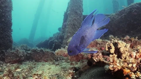 Southern Blue Devil Fish Paraplesiops meleagris endemic Southern Australia Stock Footage 145108804