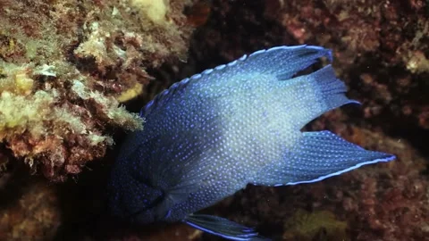 Southern Blue Devil Fish Paraplesiops meleagris endemic Southern Australia Stock Footage 145108876
