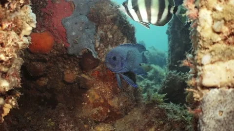 Southern Blue Devil Fish Paraplesiops meleagris endemic Southern Australia Stock Footage 145108895