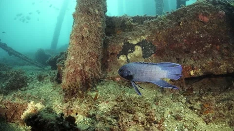 Southern Blue Devil Fish Paraplesiops meleagris endemic Southern Australia Stock Footage 145108942