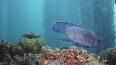 Southern Blue Devil Fish Paraplesiops meleagris endemic Southern Australia Stock Footage 145108949
