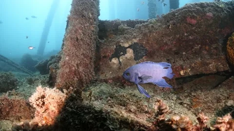 Southern Blue Devil Fish Paraplesiops meleagris endemic Southern Australia Stock Footage 145109014
