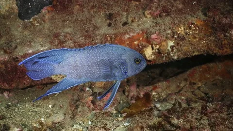 Southern Blue Devil Fish Paraplesiops meleagris endemic Southern Australia Stock Footage 145109236