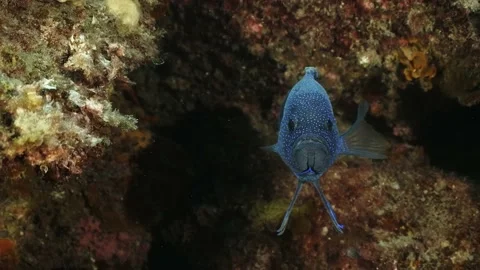 Southern Blue Devil Fish Paraplesiops meleagris endemic Southern Australia Stock Footage 145109253