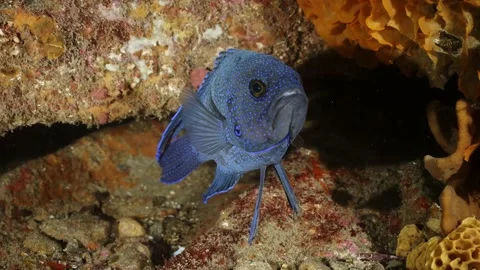 Southern Blue Devil Fish Paraplesiops meleagris endemic Southern Australia Stock Footage 145109279