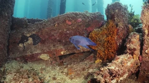 Southern Blue Devil Fish Paraplesiops meleagris endemic Southern Australia Stock Footage 145109349
