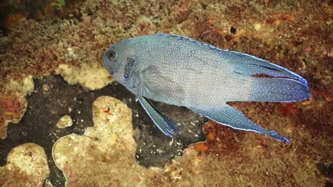 Southern Blue Devil Fish Paraplesiops meleagris endemic Southern Australia Stock Footage 145109464