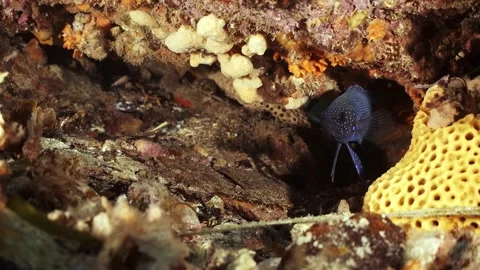 Southern Blue Devil Fish Paraplesiops meleagris endemic Southern Australia Stock Footage 145109466