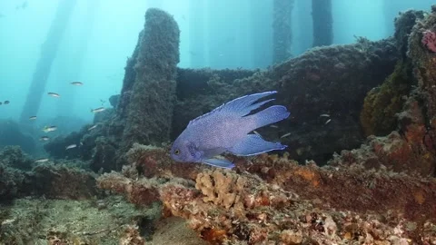 Southern Blue Devil Fish Paraplesiops meleagris endemic Southern Australia Stock Footage 145109489