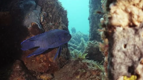 Southern Blue Devil Fish Paraplesiops meleagris endemic Southern Australia Stock Footage 145109510